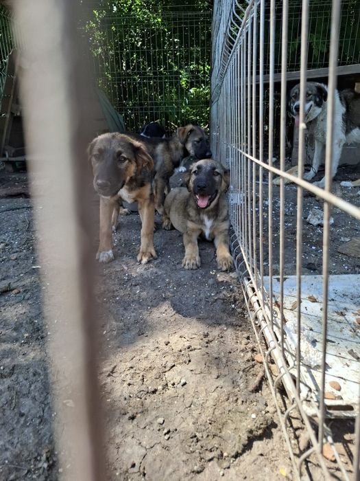 Donez catei (gratis)