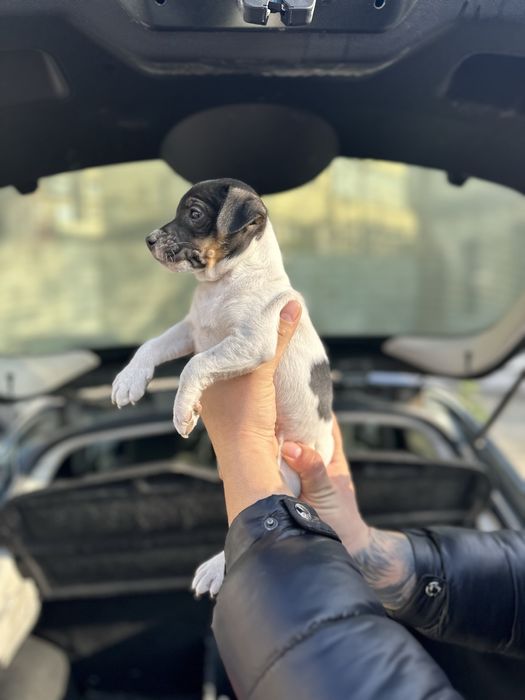 Джак ръсел териер