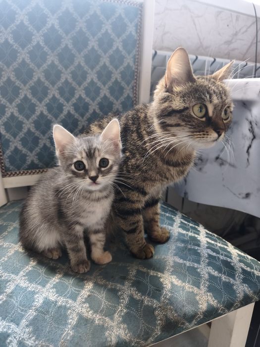 Котенок девочка.
