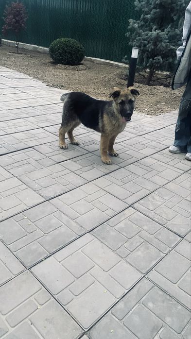 Немецкая овчарка