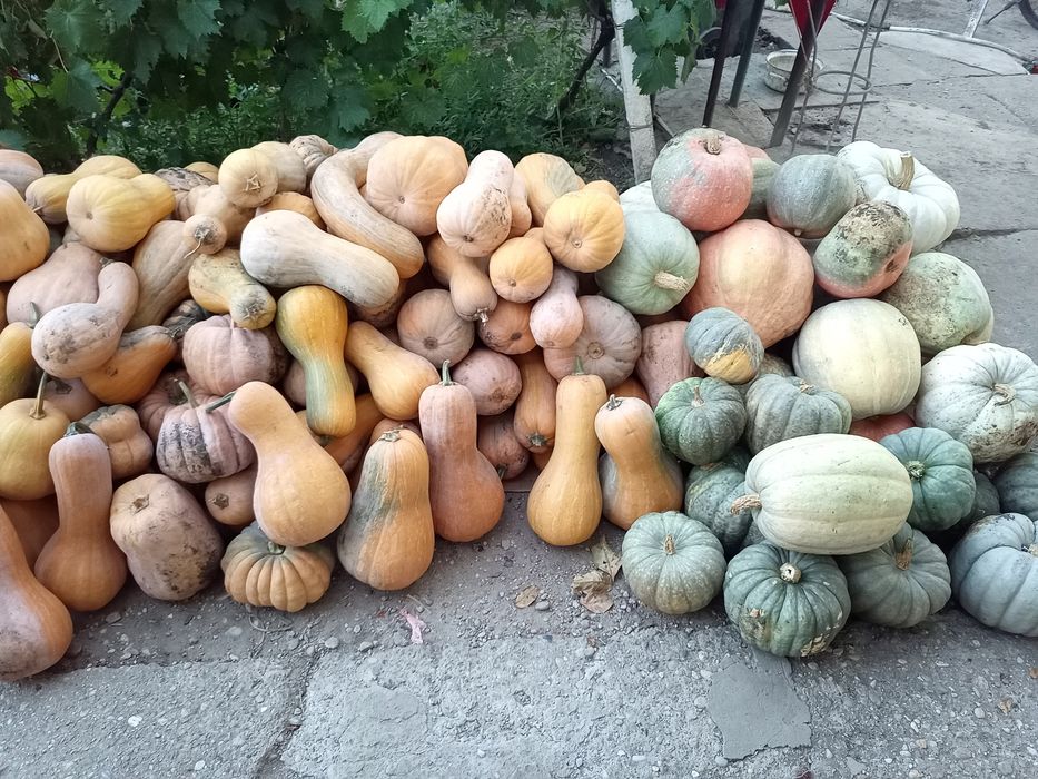Dovleci Plăcintari Turcești și de supa&piure