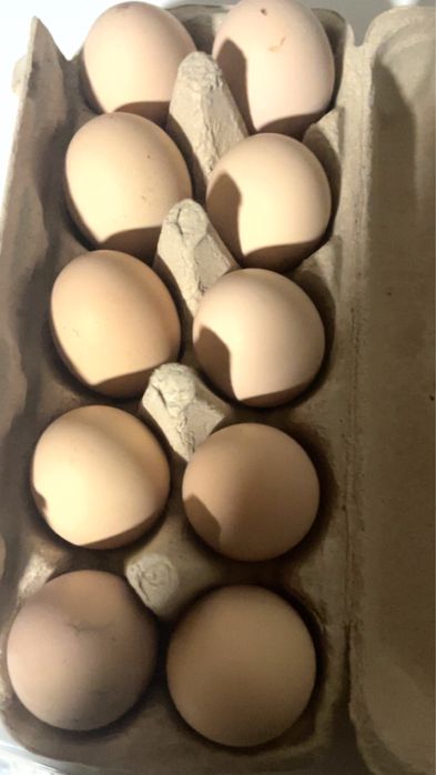 Vand oua austalop negru