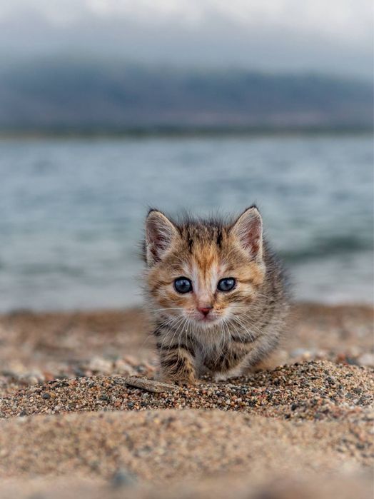 Котенок в хорошие руки