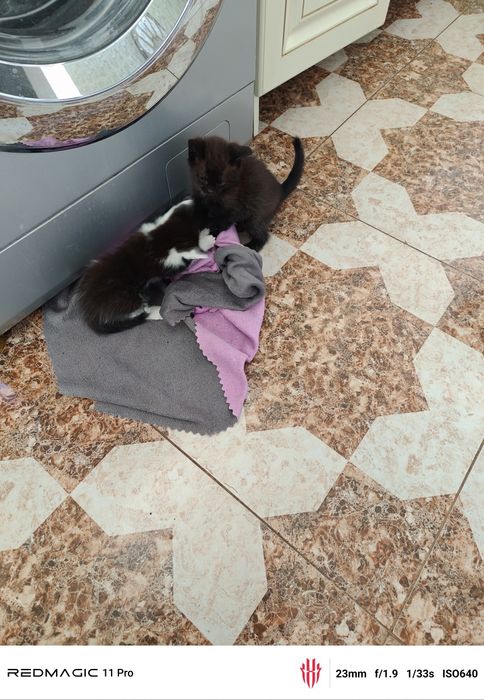 Отдам кошку , котят даром