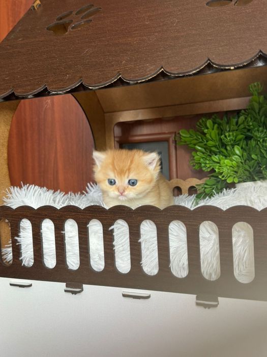 Лялечки шиншилкии золотинки