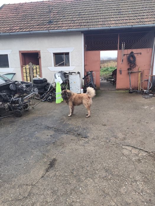 Mascul Ciobanesc caucazian accept și schimb cu alte animale de fermă.