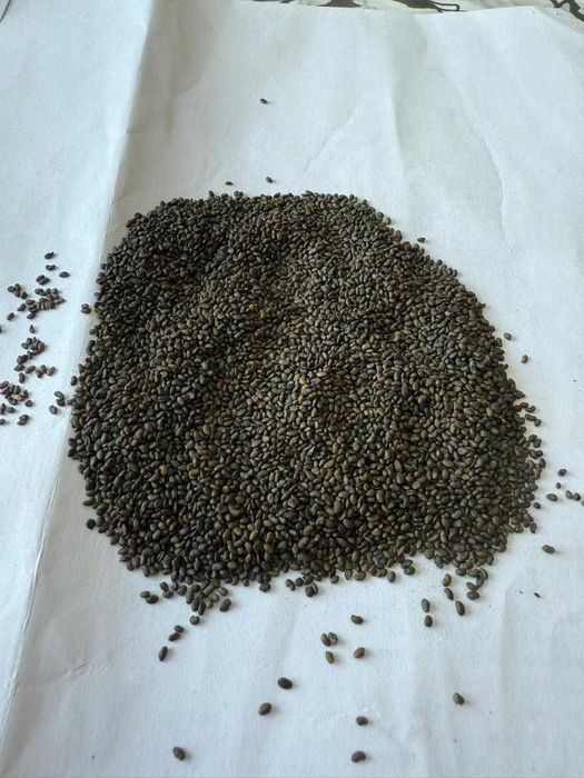 Жоңышқа тұқым люцерна семена