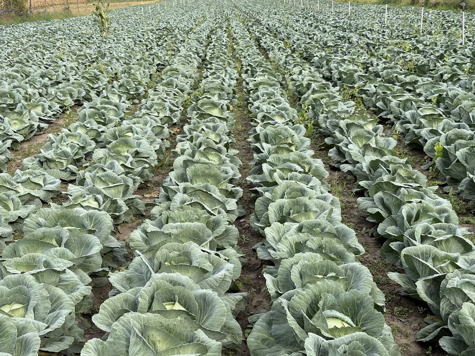 Varza de toamana