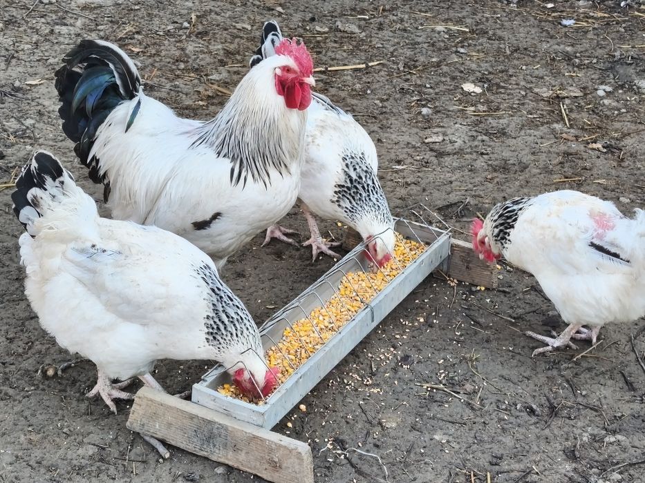 vând ouă rasa  sussex