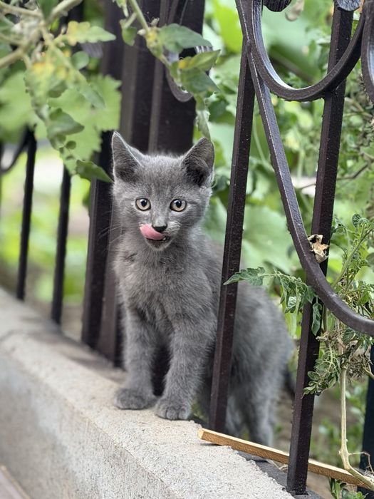 Отдам в добрые руки котят, два мальчика и девочка!