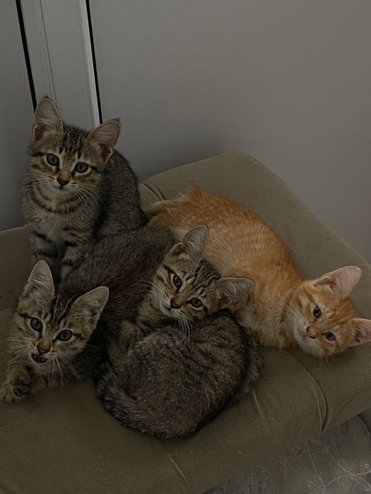 котята все мальчики