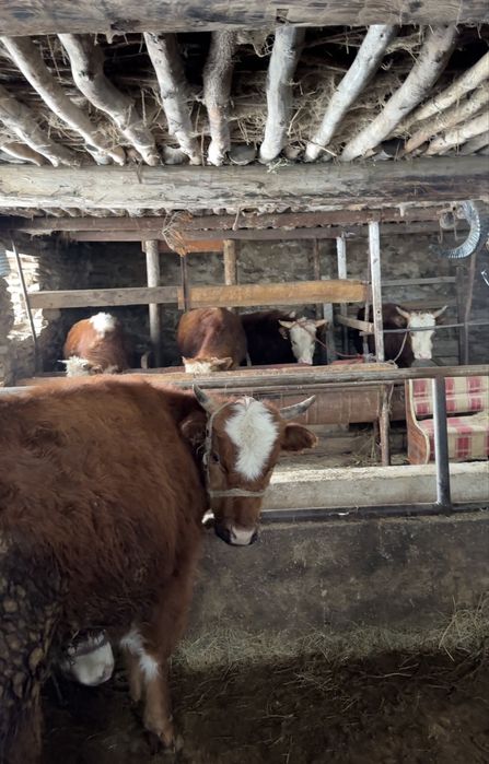 16 бас бұқа сатылады