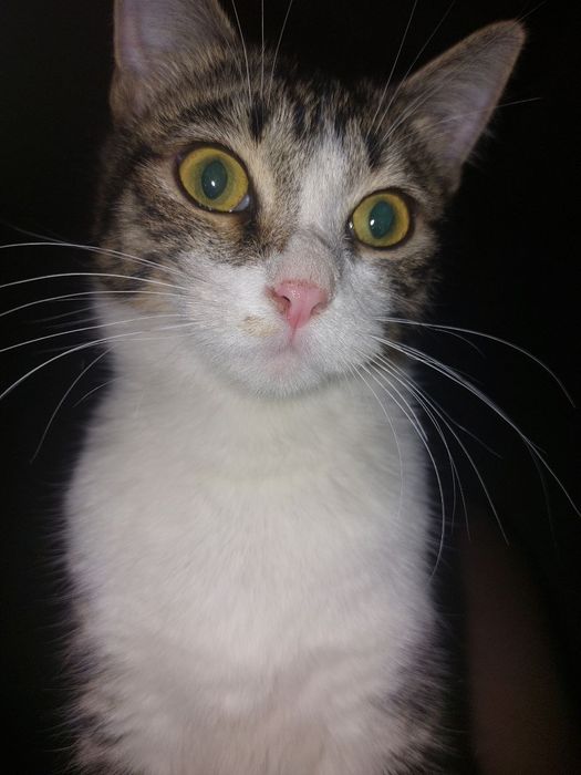 Кошка в добрые руки