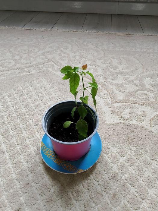 Кепілдік берілмейді.
