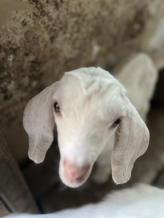 Лақтар/ Козляты  породистые