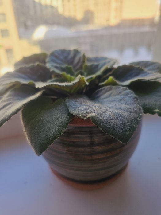 Фиалки разных цветов