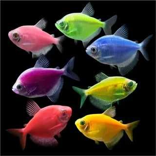 Аквариумная рыбка "Тернеция"