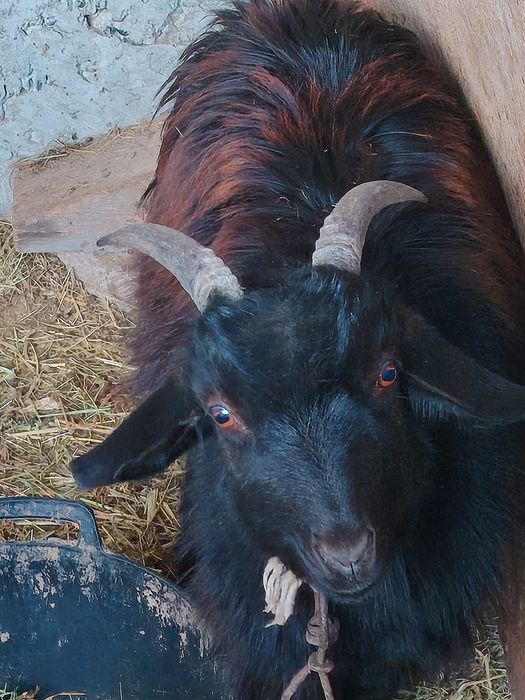 Echkilar tezda sotiladi