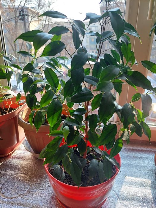 Фикус Бенджамина