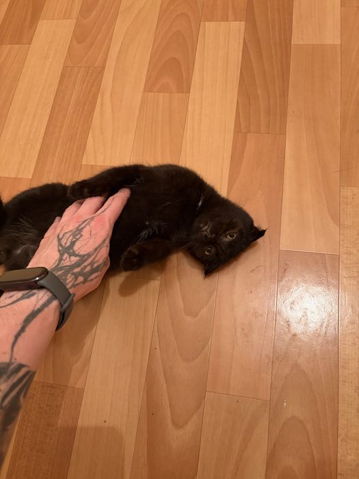 Вислоухий котенок, девочка