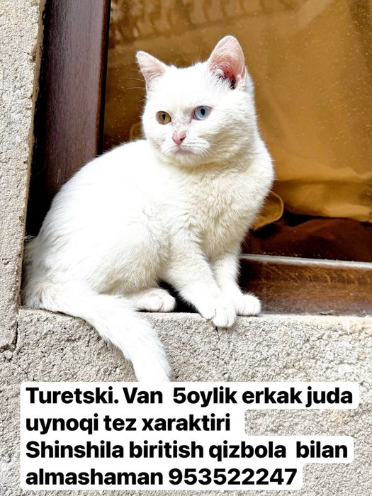 Turetski van 5oylik erkak