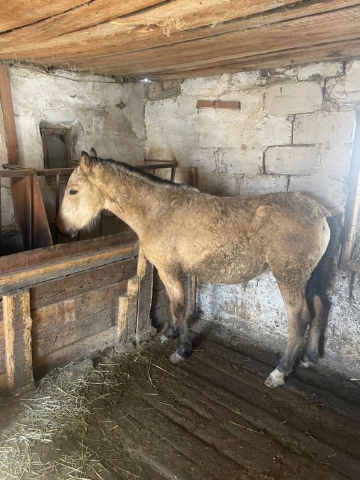 Продам жеребец на откорме