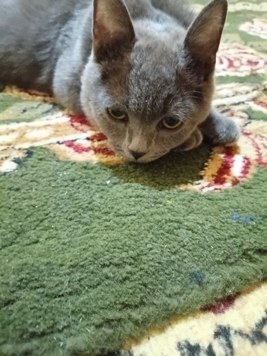 Blue russian cat