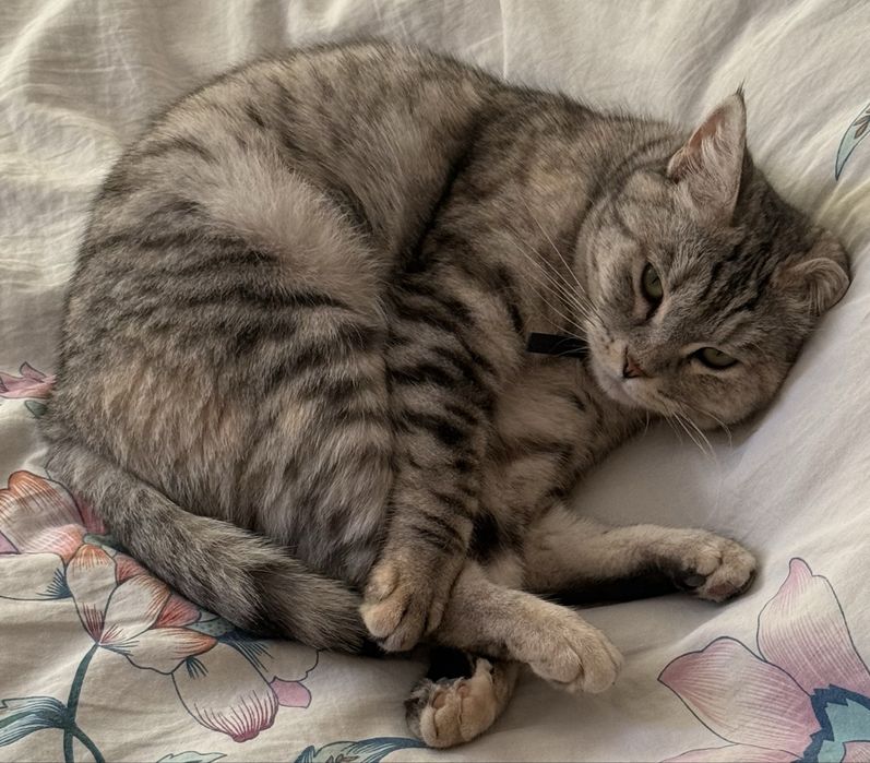 Пропала кошка в косшы