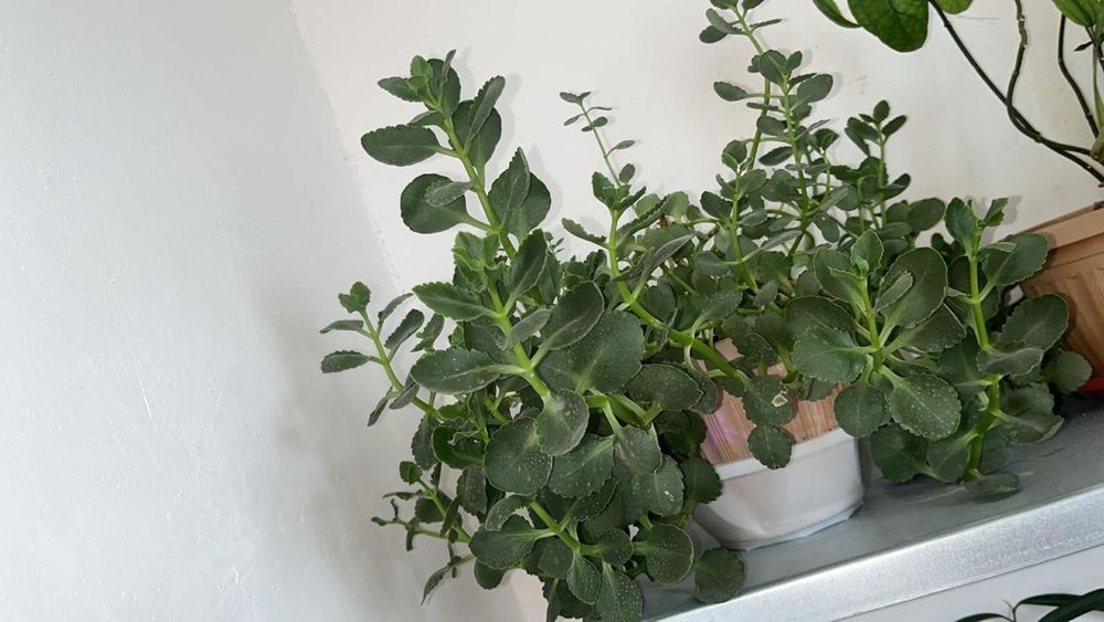 Большие цветы продаю