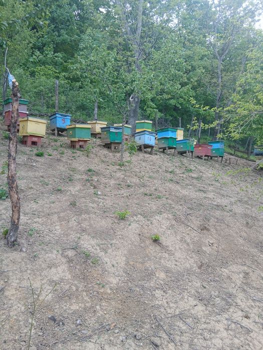 Lăzi goale pentru albine