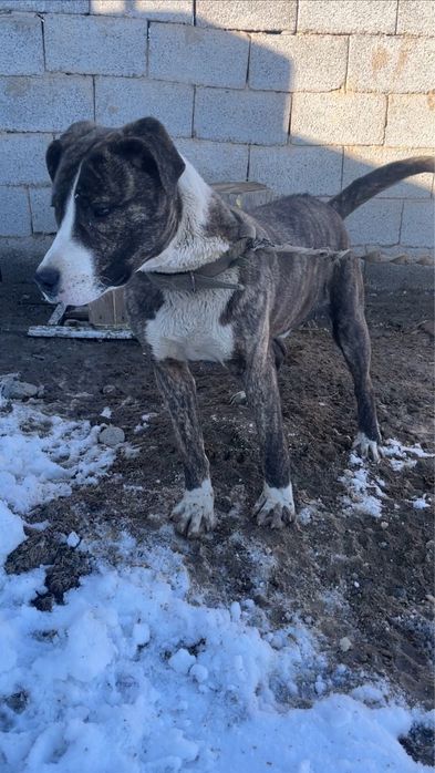 продам стафордчский терьер