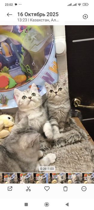 Самые красивые брит тоанские котята