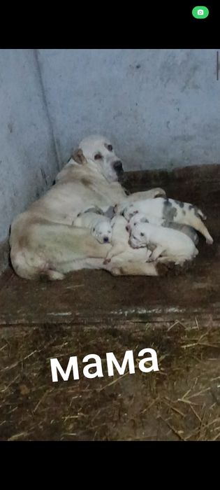 Алабай кабель продается