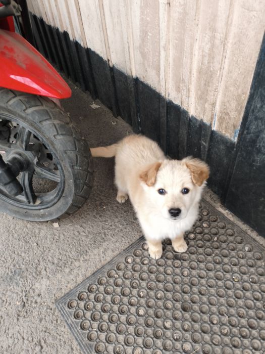 Отдам щинков дворняшки