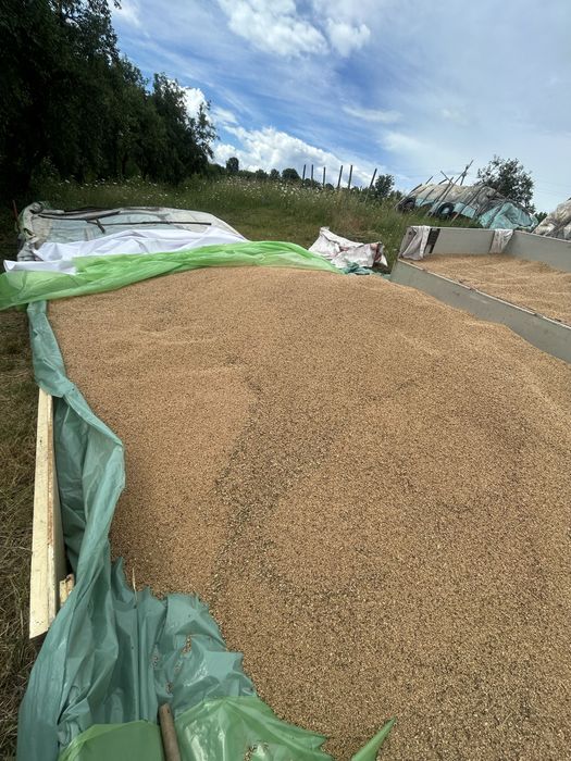 Vand grâu, pret 0,60 lei pe kilogram