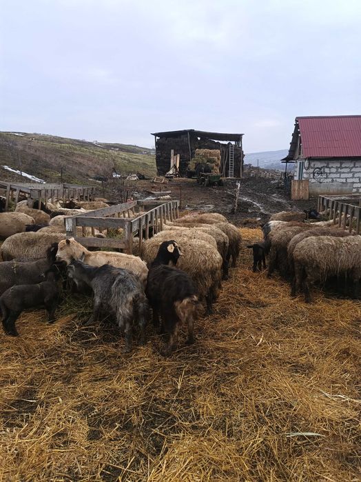Vând 100 oi carabase cu miei