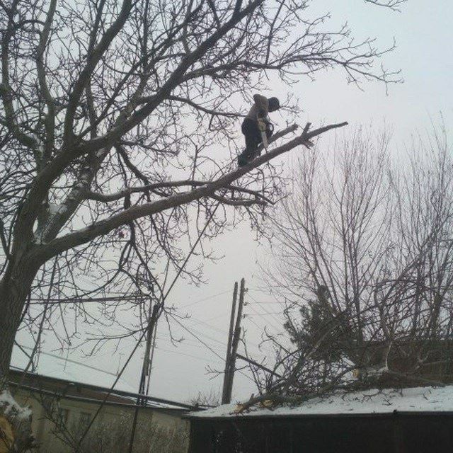 Daraxt kesish ,Обрезка деревя , дарахт кесиш хизмати . (Тошкент шахар)