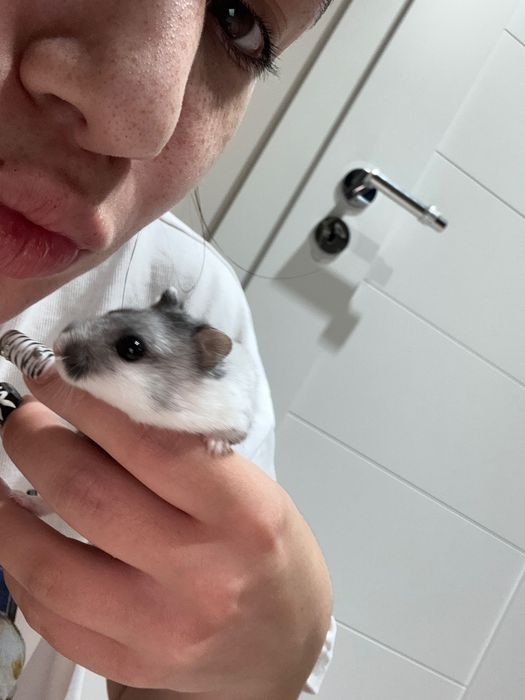 pet sitter (plimbări, vizite la domiciliu, cazare) CLUJ