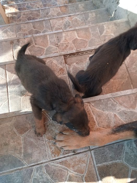 Donatie catei de curte