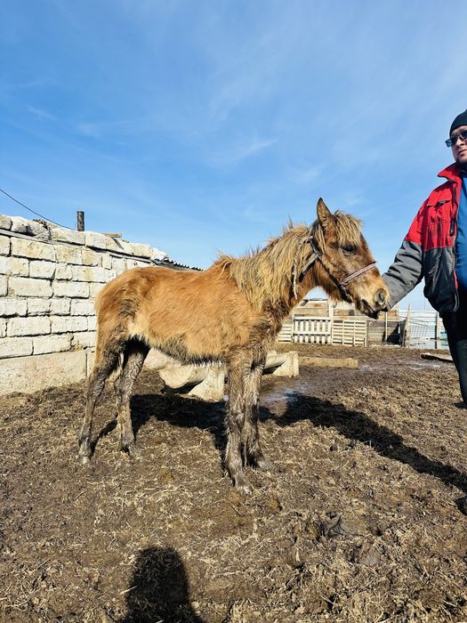 Жабағы сатам ургашы