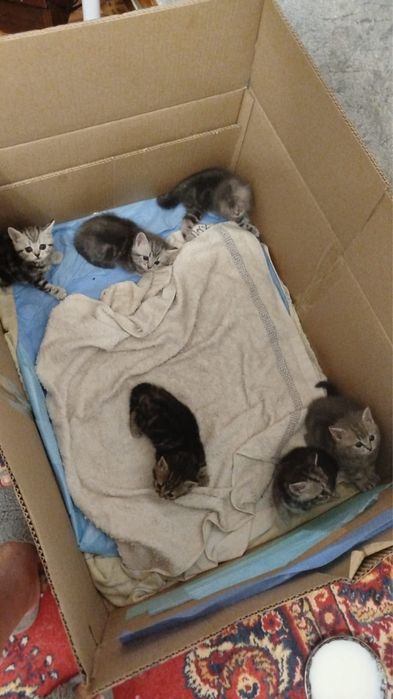 Котенки шотландские
