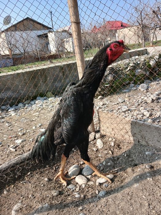 Асл насл ишкибозларига тухумлари сотилади