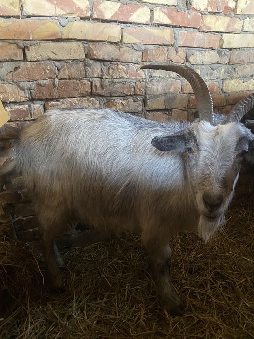 Асыл тукылды ешки сатам