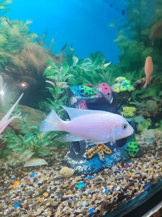 Afrika hichnik baliklari kelishilgan,narxda arzon sotiladi