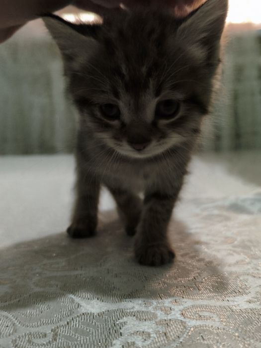 котики в хорошие руки