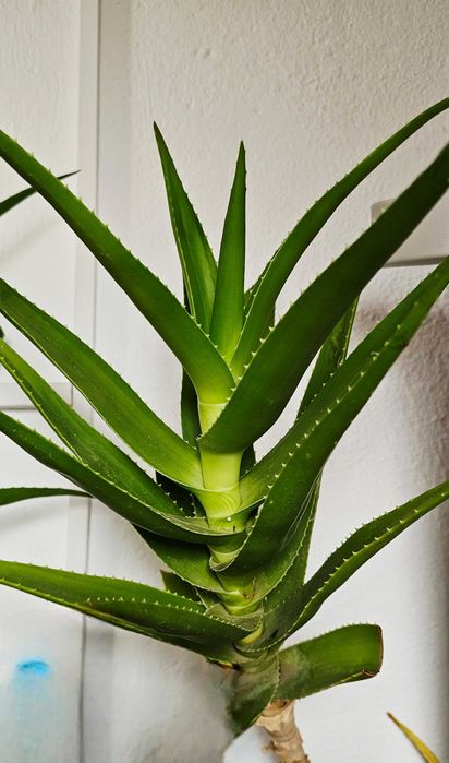 Aloe Vera -3 plante mature