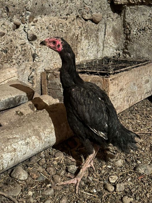 Бойцовый тауыктар сатылады