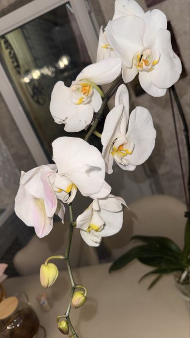 Орхидеи 30 см да 120 сантиметров