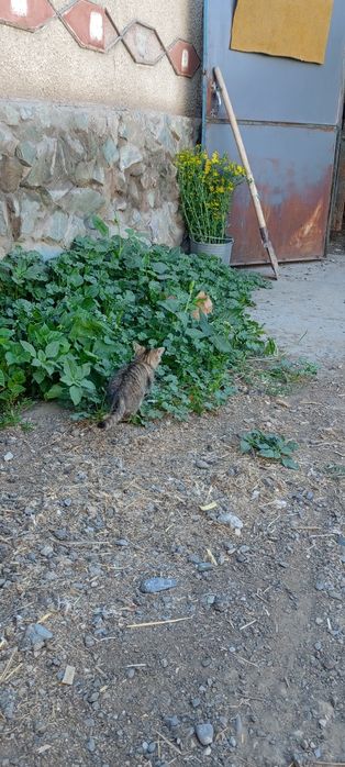 Котята: котик и кошечка