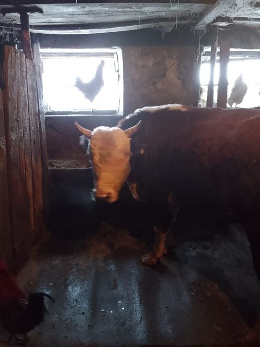 Продам быка, возраст 3.3